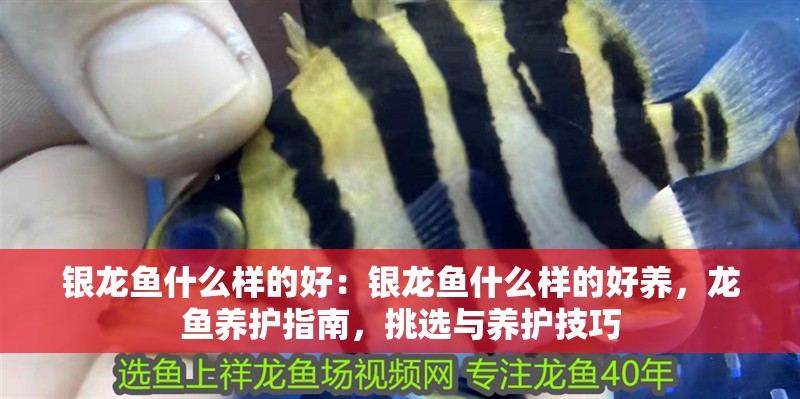銀龍魚什么樣的好：銀龍魚什么樣的好養，龍魚養護指南，挑選與養護技巧