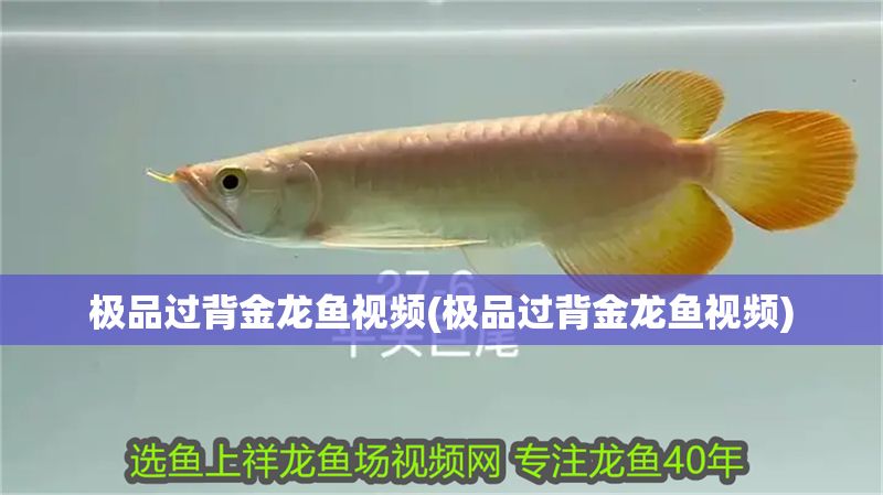 極品過背金龍魚視頻(極品過背金龍魚視頻)