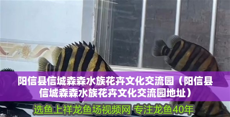 陽信縣信城森森水族花卉文化交流園（陽信縣信城森森水族花卉文化交流園地址）