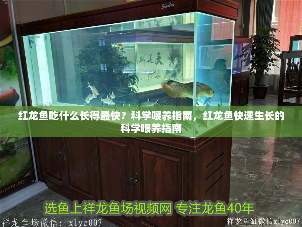 紅龍魚吃什么長得最快？科學喂養指南，紅龍魚快速生長的科學喂養指南