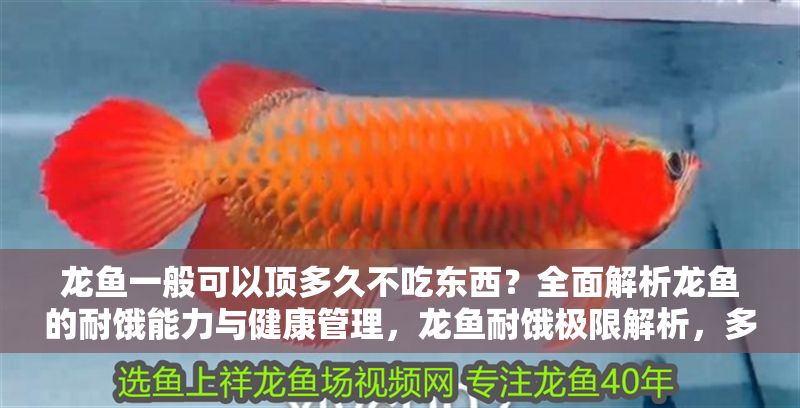 龍魚一般可以頂多久不吃東西？全面解析龍魚的耐餓能力與健康管理，龍魚耐餓極限解析，多久不吃東西？健康管理全指南