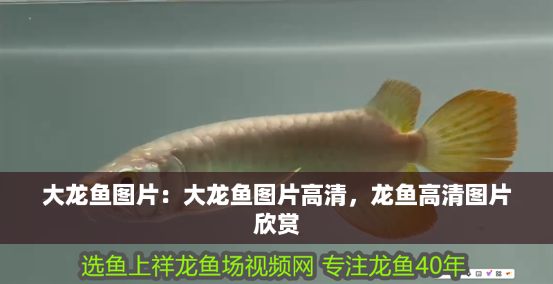 大龍魚(yú)圖片：大龍魚(yú)圖片高清，龍魚(yú)高清圖片欣賞