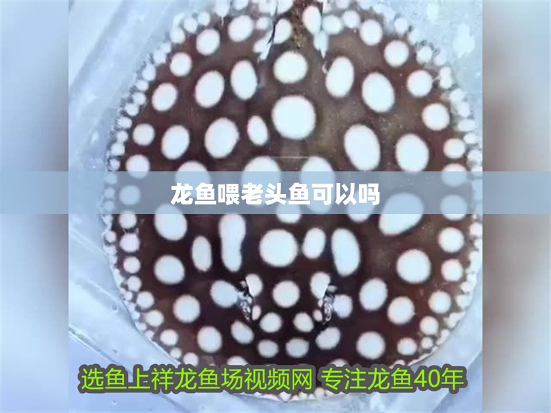 龍魚喂老頭魚可以嗎