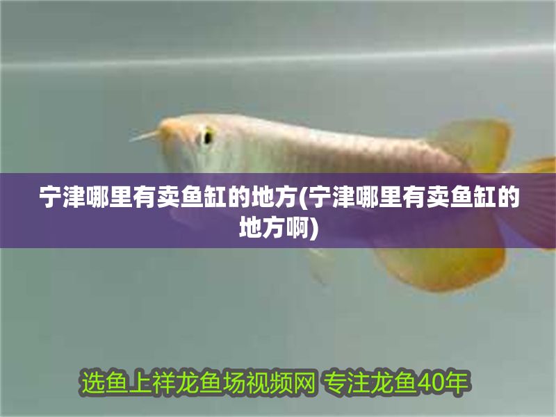 寧津哪里有賣魚缸的地方(寧津哪里有賣魚缸的地方啊)