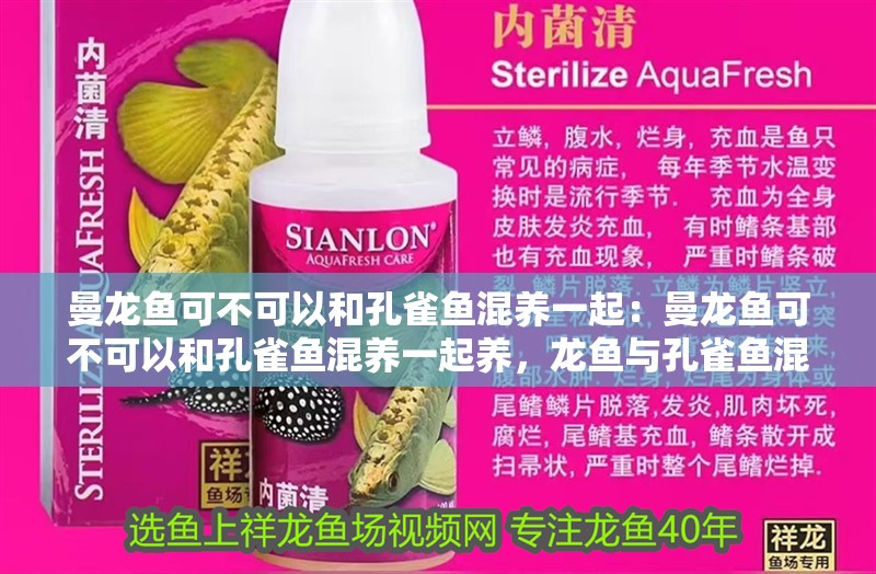 曼龍魚可不可以和孔雀魚混養一起：曼龍魚可不可以和孔雀魚混養一起養，龍魚與孔雀魚混養可能性探討