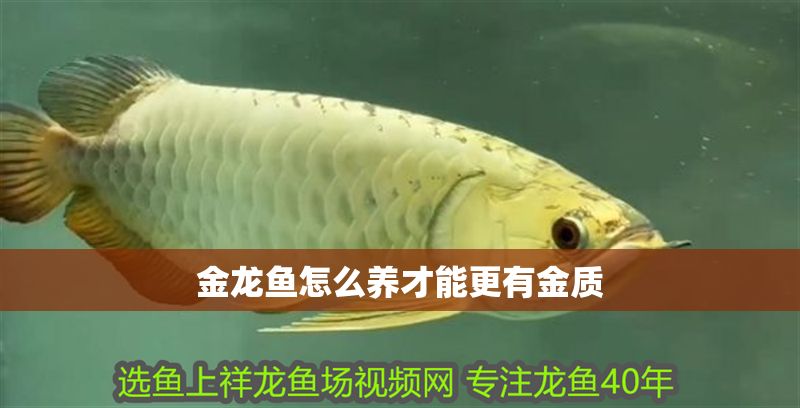金龍魚怎么養才能更有金質