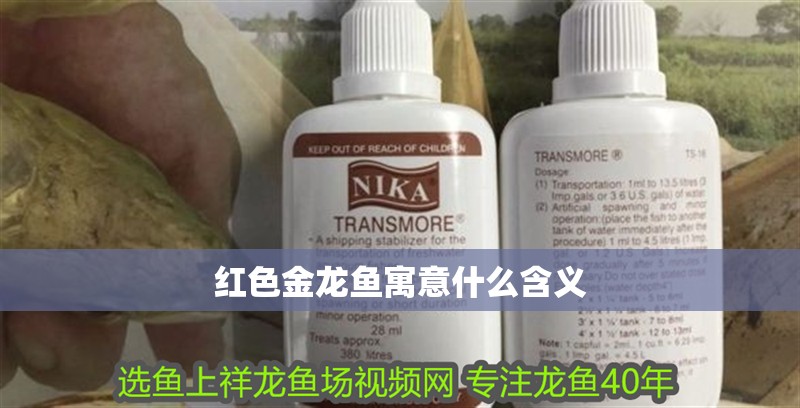 紅色金龍魚寓意什么含義 紅色金龍魚寓意什么含義 龍魚百科 第2張