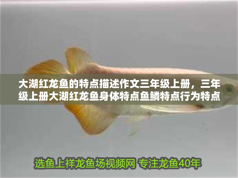大湖紅龍魚的特點描述作文三年級上冊，三年級上冊大湖紅龍魚身體特點魚鱗特點行為特點