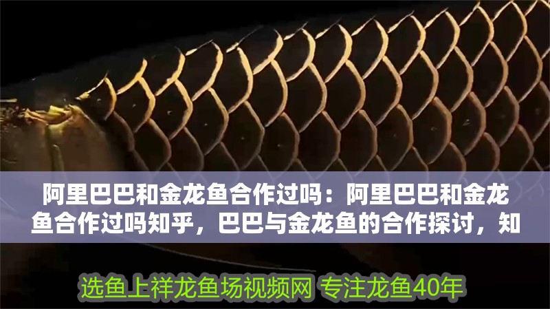 阿里巴巴和金龍魚合作過嗎:阿里巴巴和金龍魚合作過嗎知乎,巴巴與金龍魚的合作探討,知乎上的 水族問答 阿里巴巴和金龍魚合作過嗎:阿里巴巴和金龍魚合作過嗎知乎,巴巴與金龍魚的合作探討,知乎上的 阿里巴巴和金龍魚合作過嗎:阿里巴巴和金龍魚合作過嗎知乎,巴巴與金龍魚的合作探討,知乎上的 水族問答