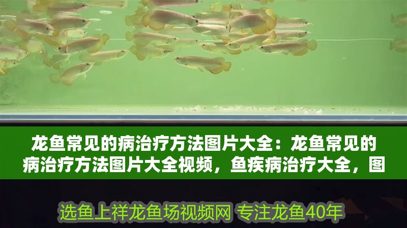 龍魚(yú)常見(jiàn)的病治療方法圖片大全：龍魚(yú)常見(jiàn)的病治療方法圖片大全視頻，魚(yú)疾病治療大全，圖文并茂的