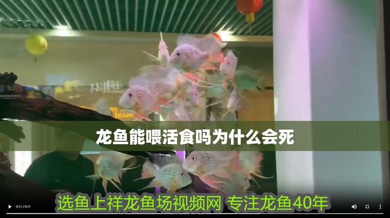 龍魚能喂活食嗎為什么會死