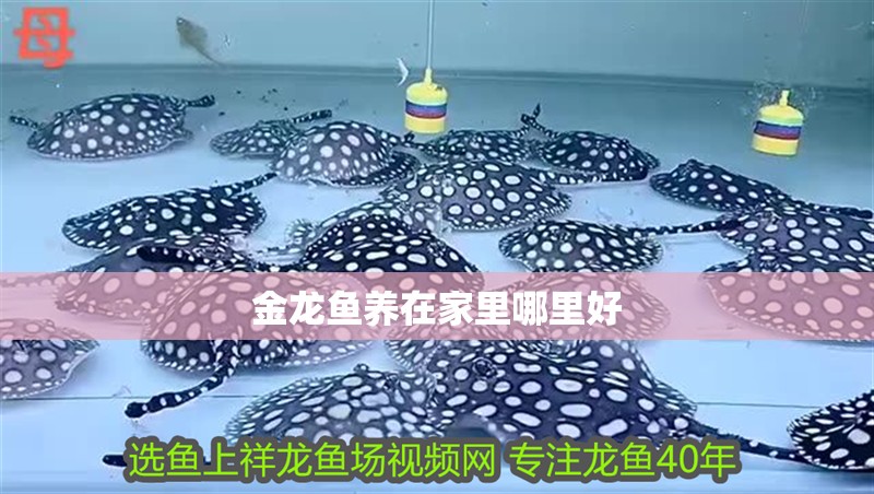 金龍魚養(yǎng)在家里哪里好