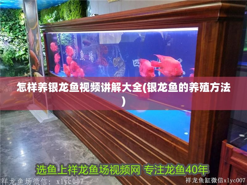 怎樣養(yǎng)銀龍魚視頻講解大全(銀龍魚的養(yǎng)殖方法) 銀龍魚百科 第1張 怎樣養(yǎng)銀龍魚視頻講解大全(銀龍魚的養(yǎng)殖方法) 怎樣養(yǎng)銀龍魚視頻講解大全(銀龍魚的養(yǎng)殖方法) 銀龍魚百科 第1張