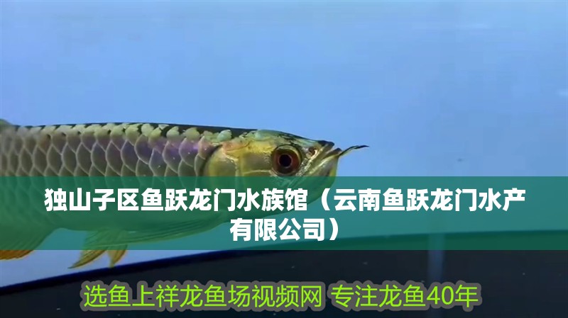獨山子區魚躍龍門水族館（云南魚躍龍門水產有限公司）