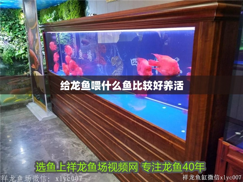 給龍魚喂什么魚比較好養活 給龍魚喂什么魚比較好養活 龍魚百科 第2張