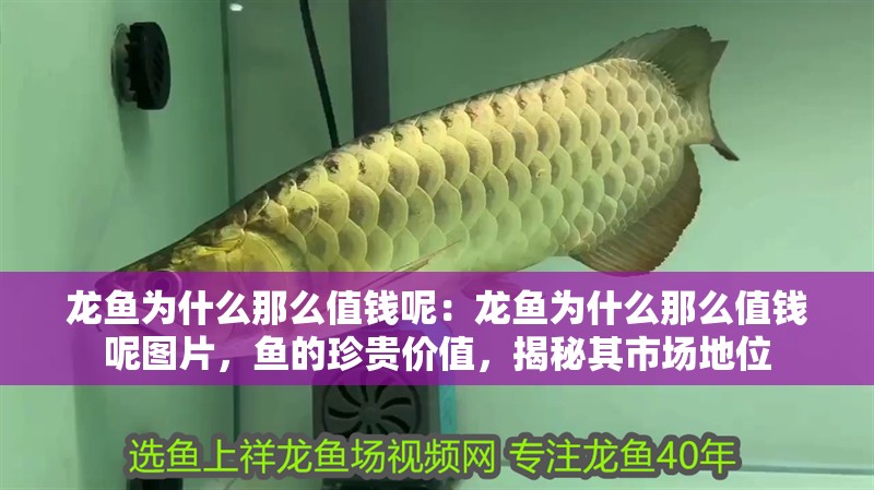 龍魚為什么那么值錢呢：龍魚為什么那么值錢呢圖片，魚的珍貴價值，揭秘其市場地位 龍魚為什么那么值錢呢：龍魚為什么那么值錢呢圖片，魚的珍貴價值，揭秘其市場地位 水族問答