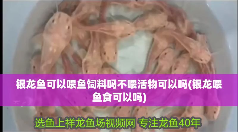 銀龍魚可以喂魚飼料嗎不喂活物可以嗎(銀龍喂魚食可以嗎)