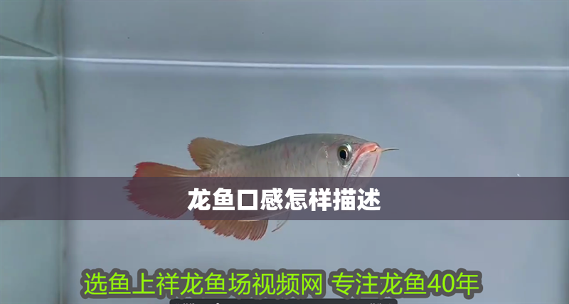 龍魚口感怎樣描述