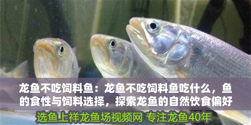 龍魚不吃飼料魚：龍魚不吃飼料魚吃什么，魚的食性與飼料選擇，探索龍魚的自然飲食偏好