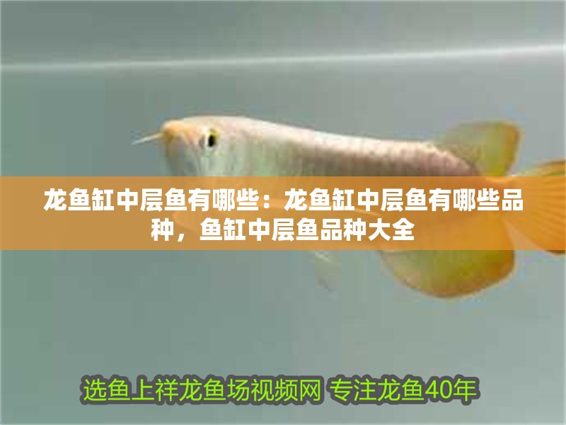 龍魚缸中層魚有哪些：龍魚缸中層魚有哪些品種，魚缸中層魚品種大全