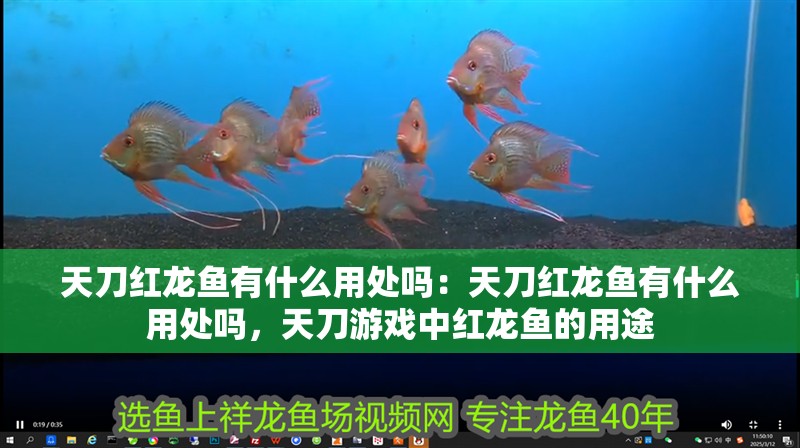 天刀紅龍魚有什么用處嗎：天刀紅龍魚有什么用處嗎，天刀游戲中紅龍魚的用途