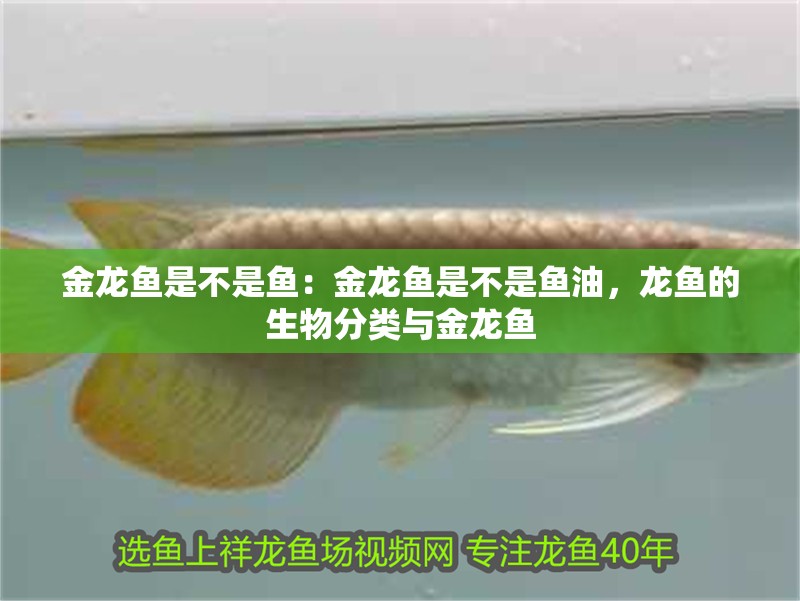金龍魚是不是魚：金龍魚是不是魚油，龍魚的生物分類與金龍魚