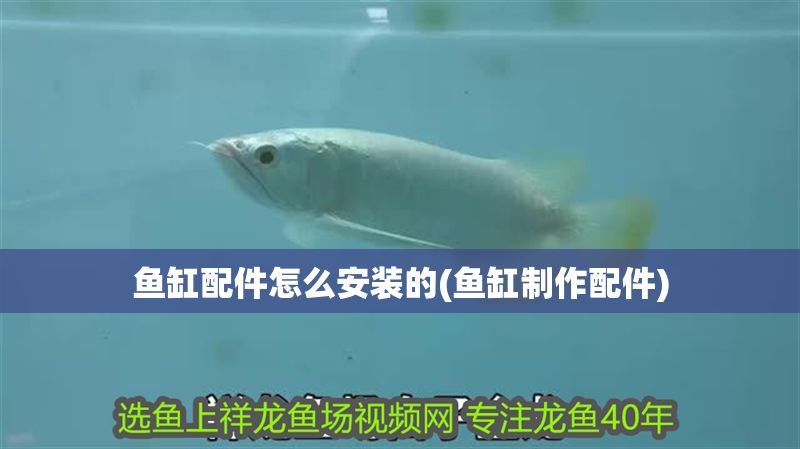 魚缸配件怎么安裝的(魚缸制作配件) 魚缸配件怎么安裝的(魚缸制作配件) 錦鯉魚百科 第1張