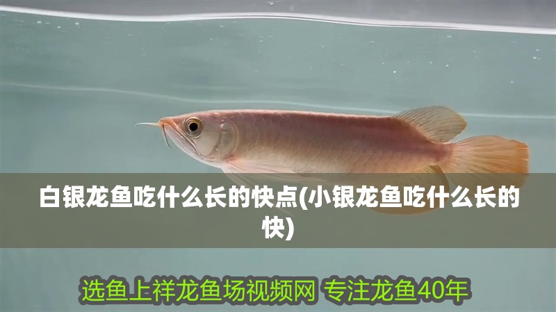 白銀龍魚吃什么長的快點(小銀龍魚吃什么長的快)
