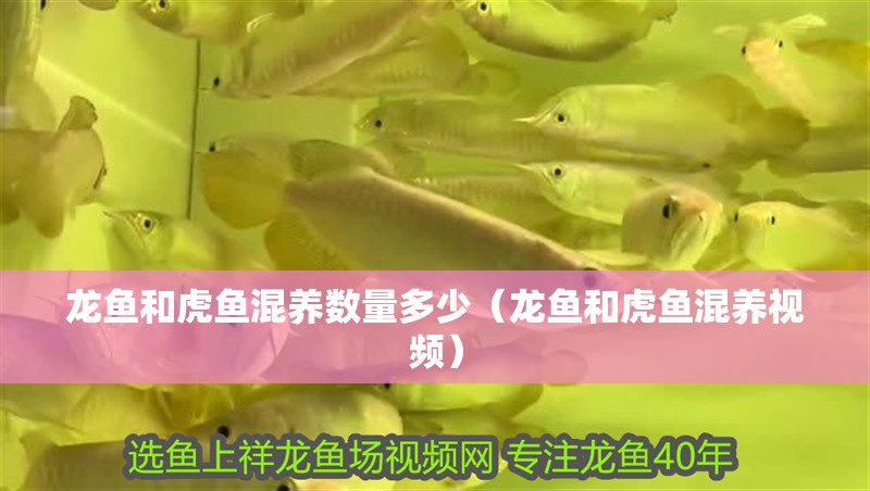 龍魚和虎魚混養數量多少（龍魚和虎魚混養視頻） 龍魚和虎魚混養數量多少（龍魚和虎魚混養視頻） 虎魚百科