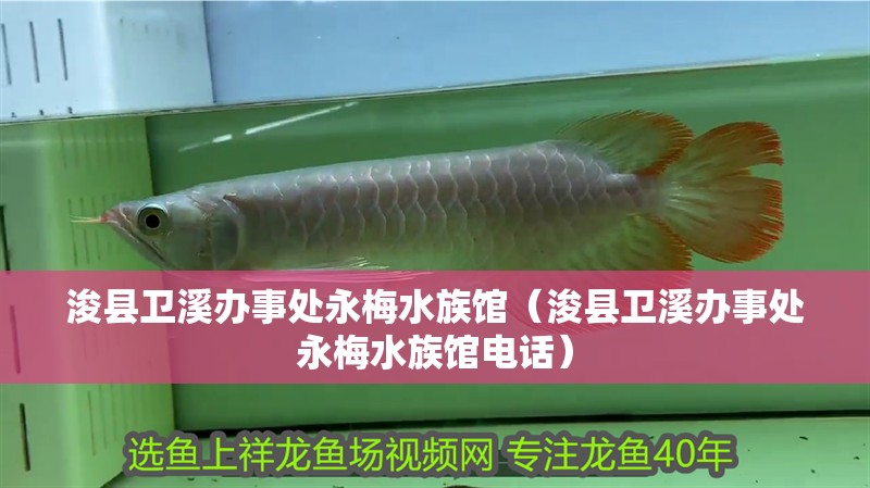 浚縣衛溪辦事處永梅水族館（浚縣衛溪辦事處永梅水族館電話）