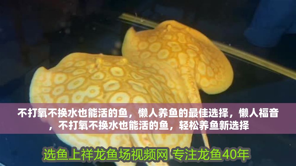 不打氧不換水也能活的魚，懶人養魚的最佳選擇，懶人福音，不打氧不換水也能活的魚，輕松養魚新選擇