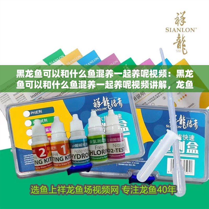 黑龍魚可以和什么魚混養一起養呢視頻：黑龍魚可以和什么魚混養一起養呢視頻講解，龍魚混養指南，與哪些魚類