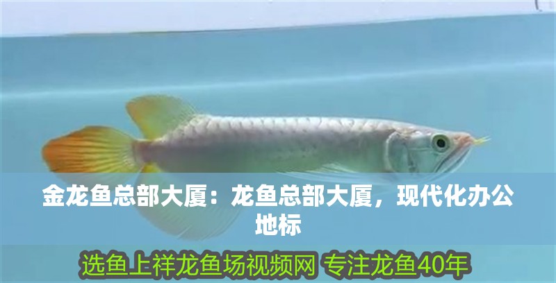 金龍魚總部大廈：龍魚總部大廈，現(xiàn)代化辦公地標(biāo)