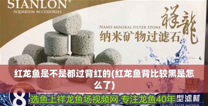 紅龍魚是不是都過背紅的(紅龍魚背比較黑是怎么了) 紅龍魚是不是都過背紅的(紅龍魚背比較黑是怎么了) 元寶鳳凰魚百科 第1張