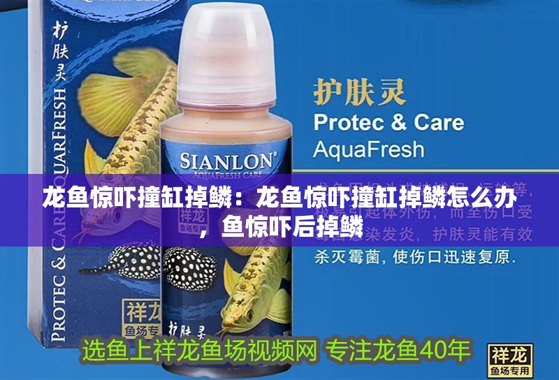 龍魚驚嚇撞缸掉鱗：龍魚驚嚇撞缸掉鱗怎么辦，魚驚嚇后掉鱗 龍魚驚嚇撞缸掉鱗：龍魚驚嚇撞缸掉鱗怎么辦，魚驚嚇后掉鱗 水族問答