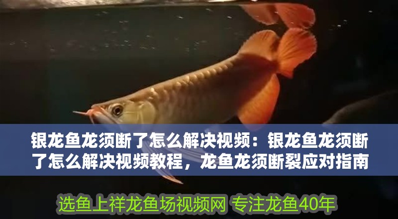 銀龍魚龍須斷了怎么解決視頻:銀龍魚龍須斷了怎么解決視頻教程,龍魚龍須斷裂應(yīng)對(duì)指南,視頻 水族問答 銀龍魚龍須斷了怎么解決視頻:銀龍魚龍須斷了怎么解決視頻教程,龍魚龍須斷裂應(yīng)對(duì)指南,視頻 銀龍魚龍須斷了怎么解決視頻:銀龍魚龍須斷了怎么解決視頻教程,龍魚龍須斷裂應(yīng)對(duì)指南,視頻 水族問答