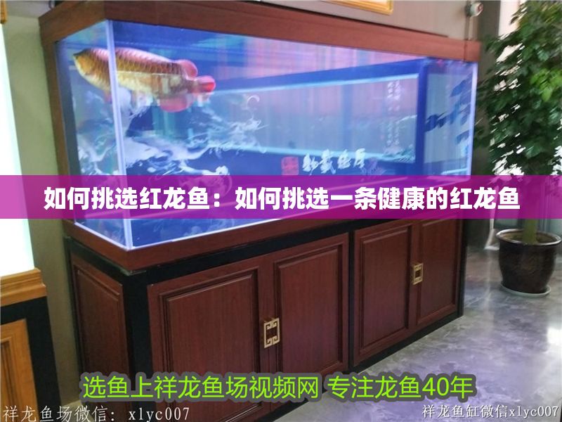 如何挑選紅龍魚：如何挑選一條健康的紅龍魚 如何挑選紅龍魚：如何挑選一條健康的紅龍魚 紅龍魚百科 第1張
