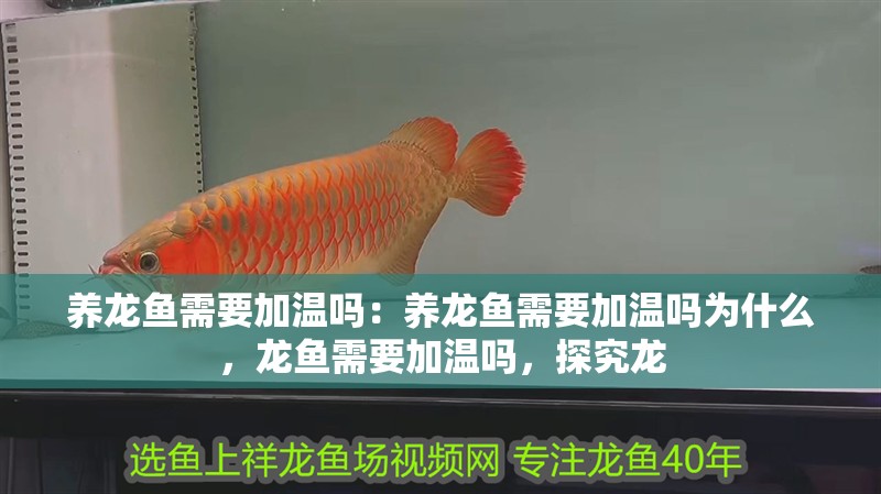 養(yǎng)龍魚需要加溫嗎：養(yǎng)龍魚需要加溫嗎為什么，龍魚需要加溫嗎，探究龍