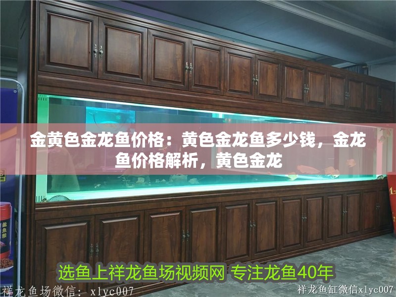 金黃色金龍魚價格：黃色金龍魚多少錢，金龍魚價格解析，黃色金龍