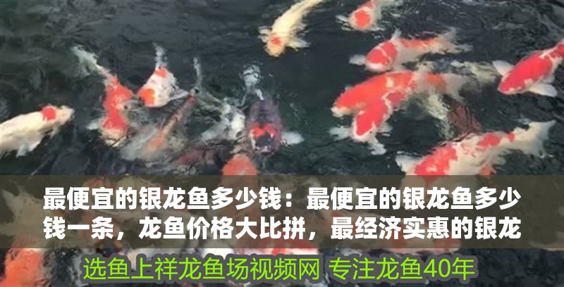最便宜的銀龍魚多少錢：最便宜的銀龍魚多少錢一條，龍魚價格大比拼，最經濟實惠的銀龍魚售價