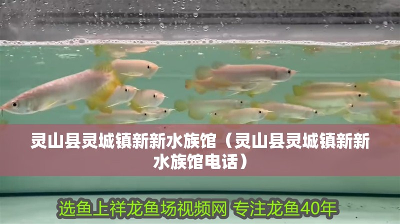 靈山縣靈城鎮新新水族館（靈山縣靈城鎮新新水族館電話） 靈山縣靈城鎮新新水族館（靈山縣靈城鎮新新水族館電話） 全國水族館企業名錄 第2張