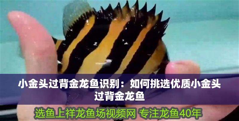 小金頭過背金龍魚識別：如何挑選優質小金頭過背金龍魚