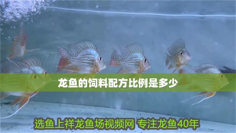龍魚的飼料配方比例是多少