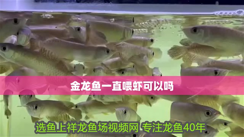 金龍魚一直喂蝦可以嗎 金龍魚一直喂蝦可以嗎 龍魚百科 第4張