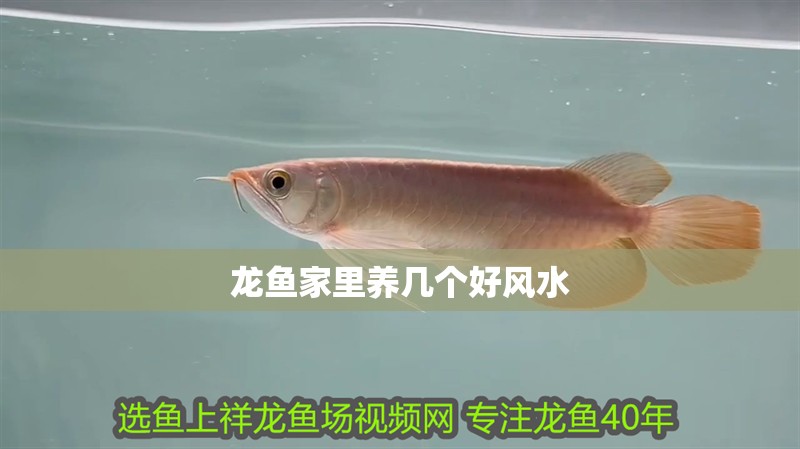 龍魚家里養幾個好風水