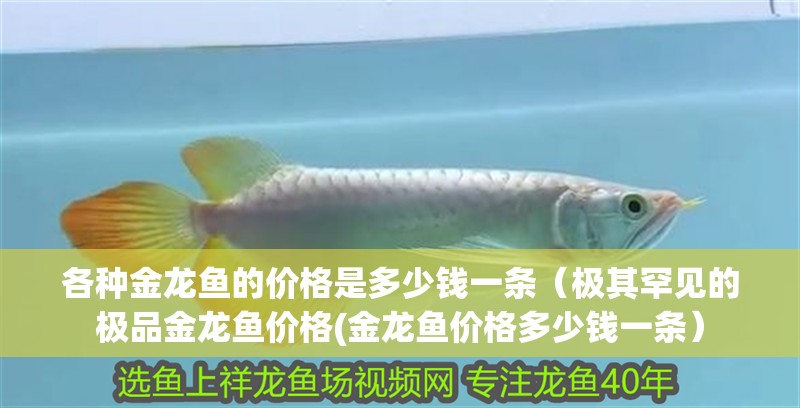 魚缸過濾器選購指南:自制魚缸過濾器魚缸上置過濾器對于養魚愛好者的必備知識 各種金龍魚的價格是多少錢一條(極其罕見的極品金龍魚價格(金龍魚價格多少錢一條) 龍魚百科 各種金龍魚的價格是多少錢一條(極其罕見的極品金龍魚價格(金龍魚價格多少錢一條) 各種金龍魚的價格是多少錢一條(極其罕見的極品金龍魚價格(金龍魚價格多少錢一條) 龍魚百科