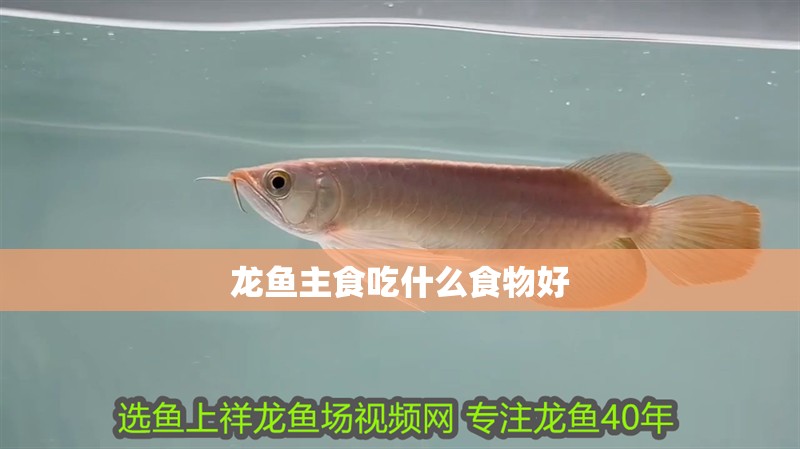龍魚主食吃什么食物好
