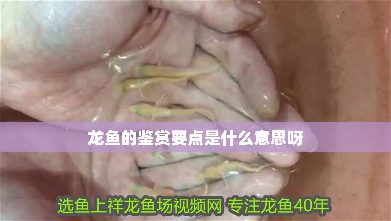 龍魚的鑒賞要點是什么意思呀