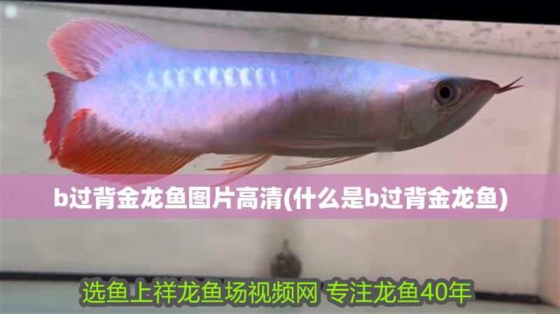 b過背金龍魚圖片高清(什么是b過背金龍魚)