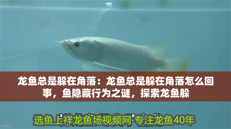 龍魚(yú)總是躲在角落：龍魚(yú)總是躲在角落怎么回事，魚(yú)隱藏行為之謎，探索龍魚(yú)躲